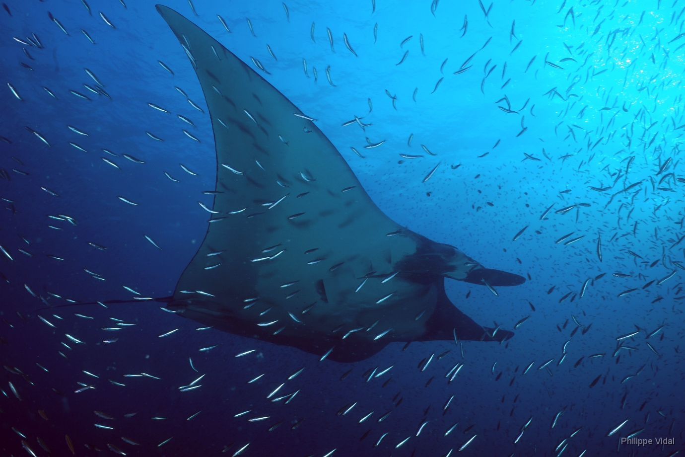 Birmanie - Mergui - 2018 - DSC02791 - Oceanic Manta Ray - Raie Manta Oceanique - Manta Biostris.JPG